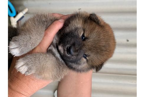 成約済の広島県の柴犬-101025の1枚目