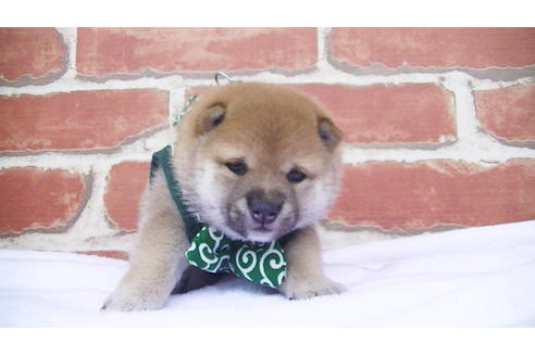 成約済の福岡県の豆柴-98402の1枚目