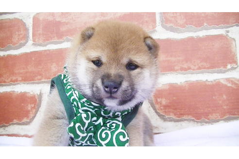 成約済の福岡県の豆柴-98402の2枚目