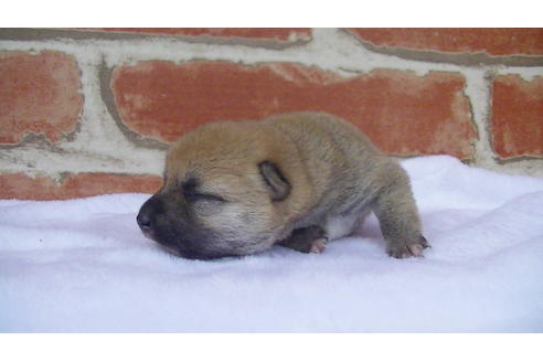 成約済の福岡県の豆柴-99848の11枚目