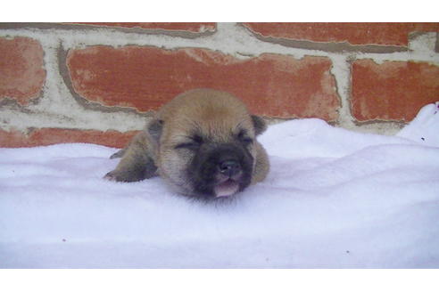 成約済の福岡県の豆柴-99848の10枚目