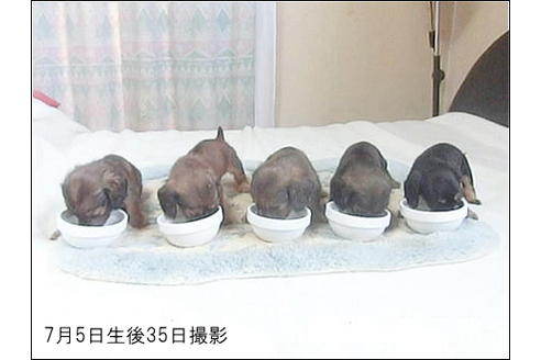 成約済の山梨県のカニンヘンダックスフンド(ロングヘアード)-100316の5枚目