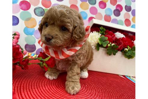 成約済の香川県のミックス犬-101052の4枚目