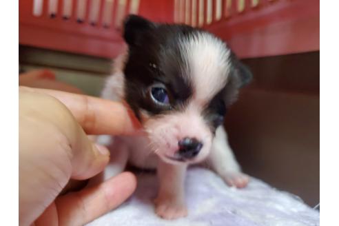 成約済の愛知県のミックス犬-100230の1枚目