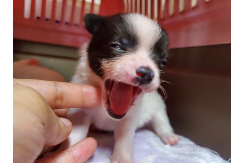 成約済の愛知県のミックス犬-100230の4枚目