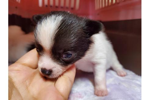 成約済の愛知県のミックス犬-100230の2枚目