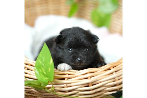 成約済の愛媛県のポメラニアン-101104