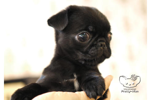 成約済の愛知県のパグ-101132の6枚目