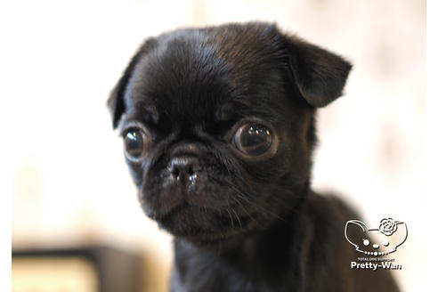成約済の愛知県のパグ-101132の1枚目