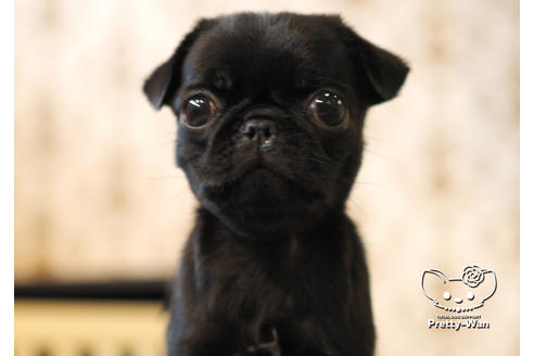 成約済の愛知県のパグ-101132の4枚目