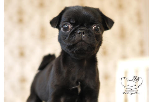 成約済の愛知県のパグ-101132の5枚目