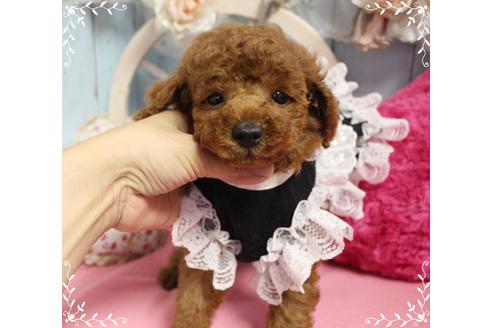 成約済の岡山県のトイプードル-100418の1枚目