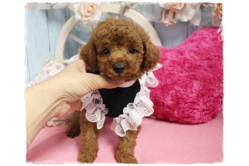 成約済の岡山県のトイプードル-100418の6枚目