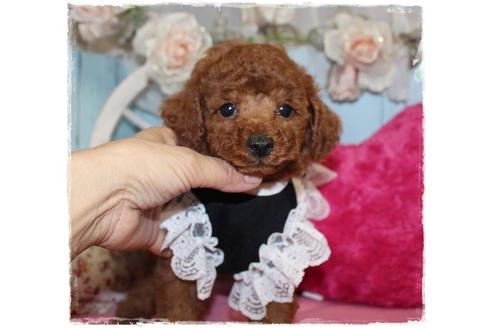 成約済の岡山県のトイプードル-100418の5枚目