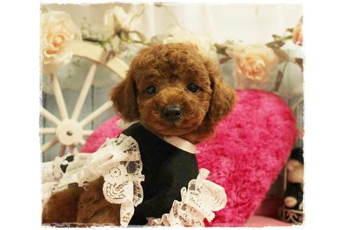 成約済の岡山県のトイプードル-100418の4枚目