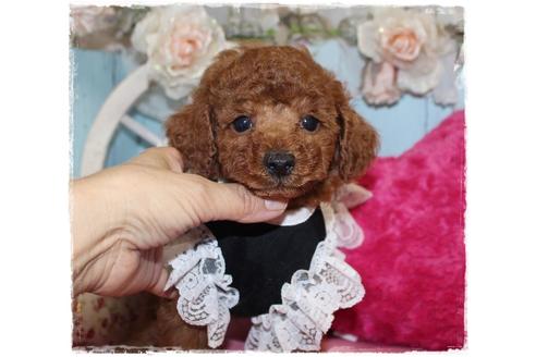 成約済の岡山県のトイプードル-100418の3枚目