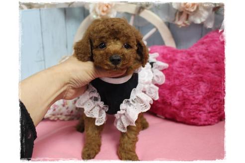 成約済の岡山県のトイプードル-100418の2枚目