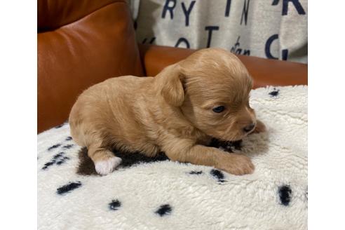 成約済の茨城県のマルプー:マルチーズ×トイプードル-100759の3枚目