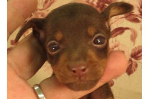 大阪府のミニチュアピンシャー 男の子 06 08生まれ チョコタン 子犬id ブリーダーナビ