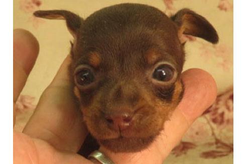 大阪府のミニチュアピンシャー ミニピン 女の子 06 08生まれ チョコタン 子犬id ブリーダーナビ