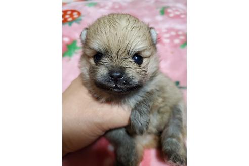 成約済の京都府のポメラニアン-101215の9枚目