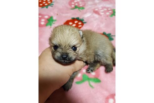 成約済の京都府のポメラニアン-101215の7枚目