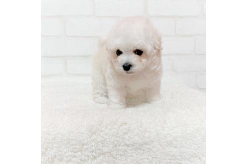 北海道のティーカッププードル 女の子 05 06生まれ アイスホワイト毛色 で ドアーフタイプの女の子です 子犬id ブリーダーナビ