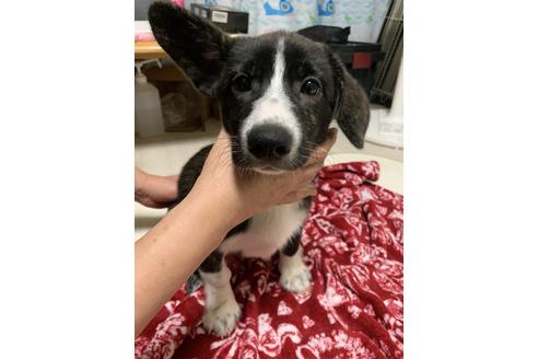 三重県のミックス犬 女の子 04 11生まれ コーギーと甲斐犬のミックスです 子犬id ブリーダーナビ