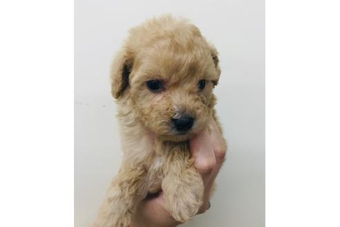 成約済の北海道のトイプードル-100641