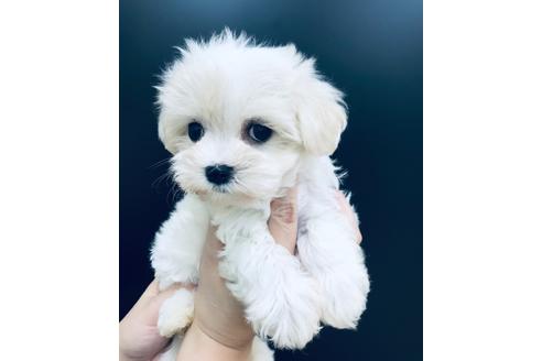 成約済の北海道のマルチーズ-100312の1枚目