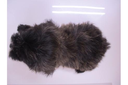 成約済の鳥取県のマルプー:マルチーズ×トイプードル-100108の4枚目