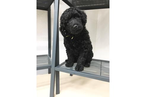 成約済の東京都のミックス犬-98509の4枚目