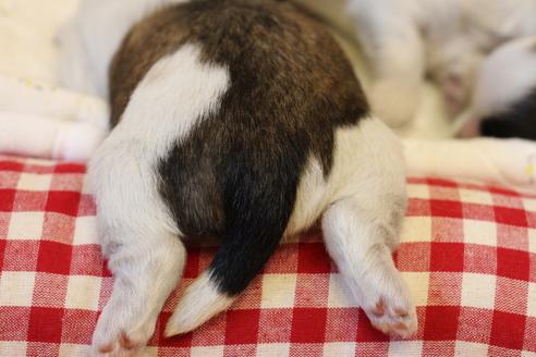 成約済の愛知県のシーズー-100764の24枚目