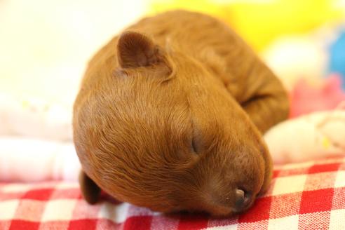 成約済の愛知県のトイプードル-101294の38枚目