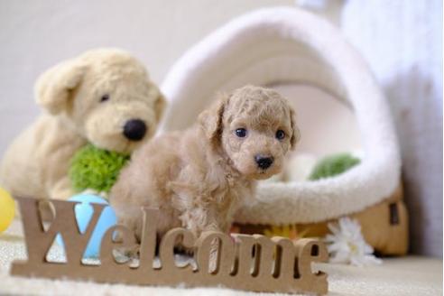 成約済の滋賀県のトイプードル-101336の2枚目