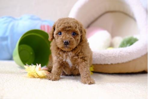 成約済の滋賀県のトイプードル-101338の1枚目