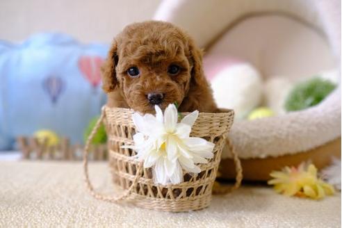 成約済の滋賀県のトイプードル-101338の2枚目