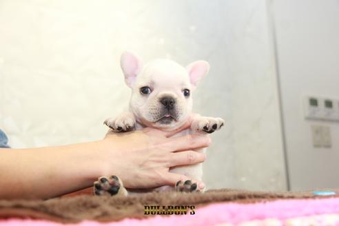 成約済の東京都のフレンチブルドッグ-101361の1枚目