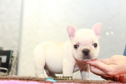 成約済の東京都のフレンチブルドッグ-101361の6枚目