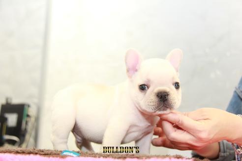 成約済の東京都のフレンチブルドッグ-101361の5枚目