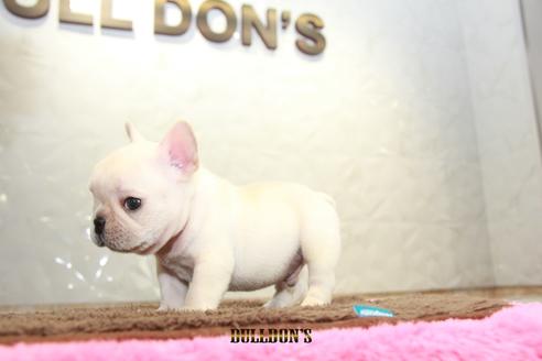 成約済の東京都のフレンチブルドッグ-101361の4枚目