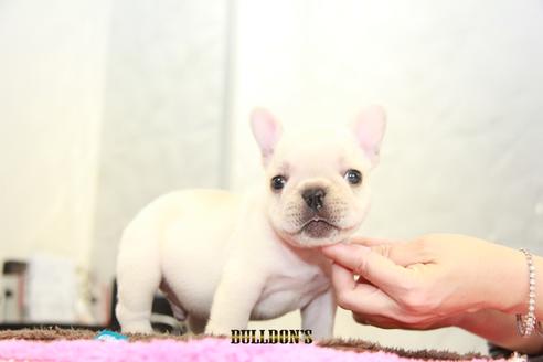 成約済の東京都のフレンチブルドッグ-101361の2枚目