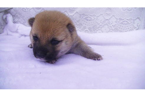 成約済の福岡県の豆柴-99848の9枚目