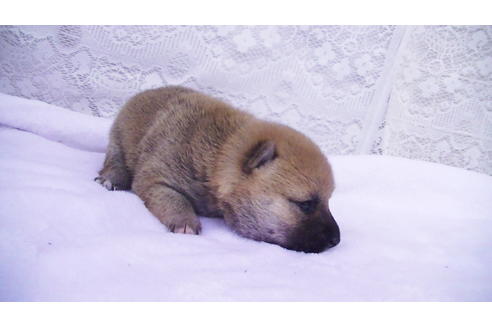 成約済の福岡県の豆柴-99848の8枚目