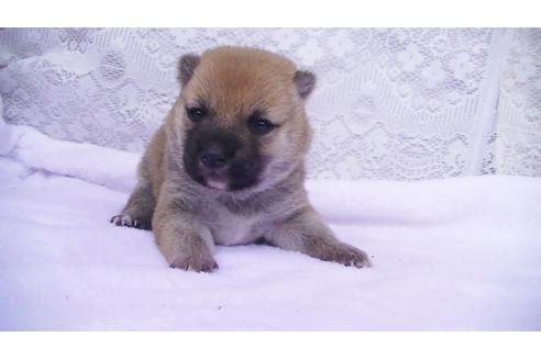 成約済の福岡県の豆柴-99848の7枚目