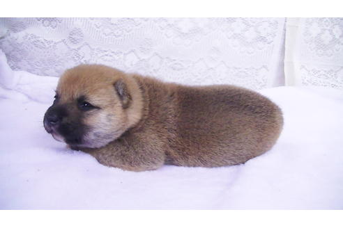 成約済の福岡県の豆柴-99848の6枚目