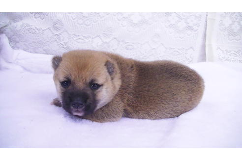 成約済の福岡県の豆柴-99848の5枚目