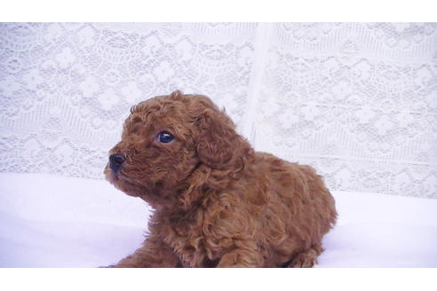 成約済の福岡県のタイニープードル-99542