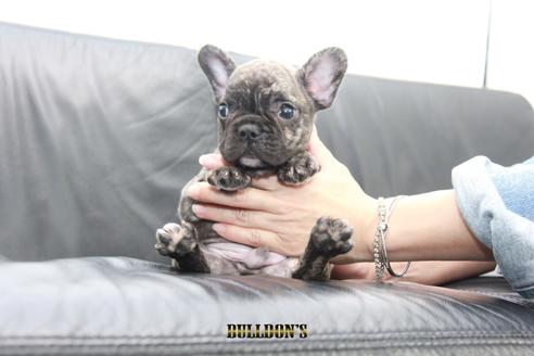 成約済の東京都のフレンチブルドッグ-101365の1枚目