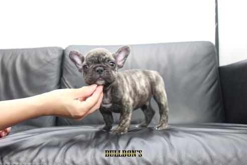 成約済の東京都のフレンチブルドッグ-101365の7枚目